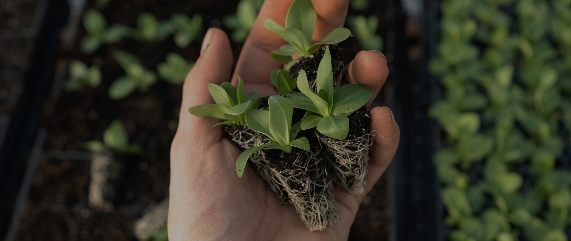 농학과 김태성 교수홈페이지 메인비주얼