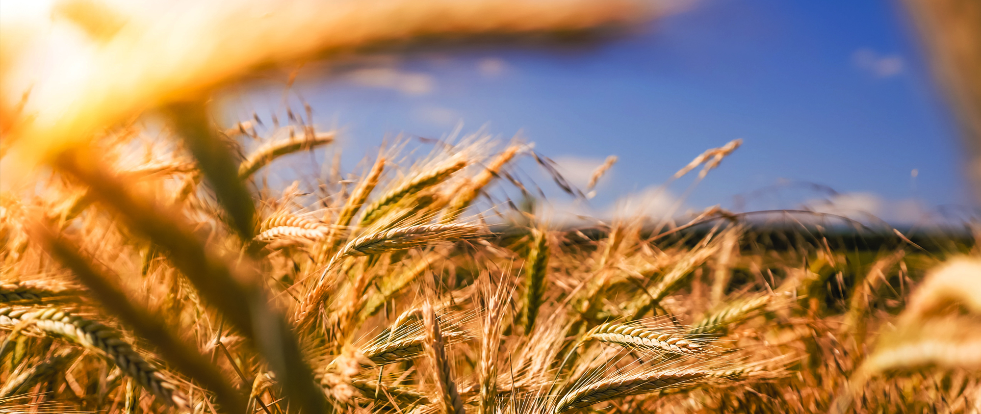 농학과 류수노 교수홈페이지 메인비주얼